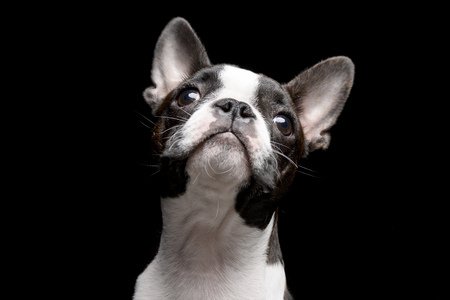 Portrait of an adarable Boston terrier - studio shot, isolated on black.の写真素材