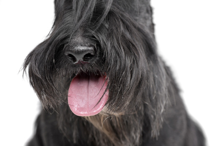 Portrait of an adorable Scottish terrier - isolated on white.の写真素材