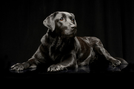 Studio shot of an adorable Labrador retriever lying on black background.の写真素材