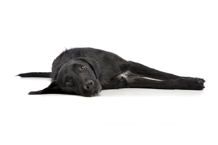 Studio shot of an adorable mixed breed dog lying on white background.の写真素材