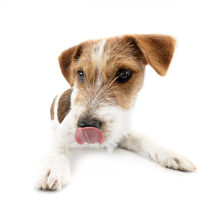 Studio shot of an adorable Jack Russell Terrier lying on white background.