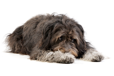 Studio shot of an adorable mixed breed dog lying on white background.