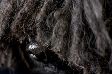 Close shot of an adorable Puli's nose - studio shot.の写真素材