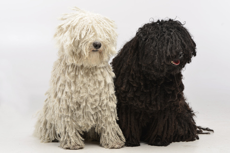 Studio shot of two adorable Puli sitting on white background.の写真素材