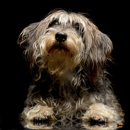 Studio shot of an adorable Dachshund lying on black background.の写真素材