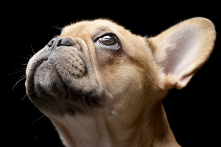 Portrait of an adorable French bulldog - studio shot, isolated on black.の写真素材