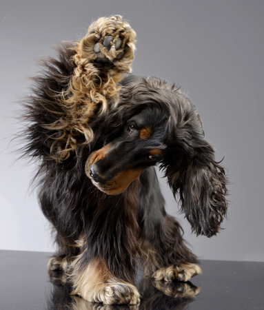 An adorable English Cocker Spaniel scratching her leg - studio shot, isolated on grey.の写真素材