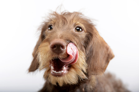 Portrait of an adorable Dachshund - studio shot, isolated on white.