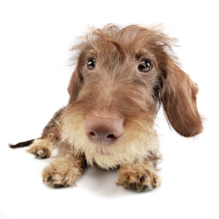 Wide angle portrait of an adorable Dachshund - studio shot, isolated on white.