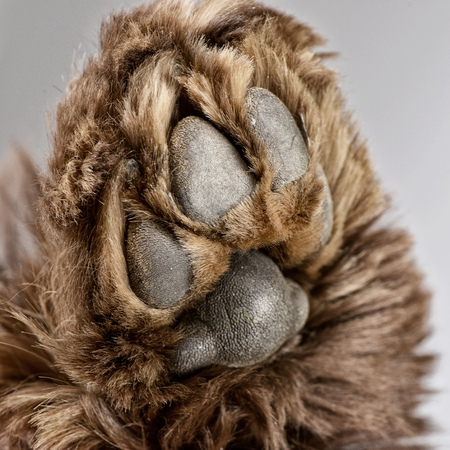 Close shot of an American Cocker Spaniel's paw - studio shot, isolated on grey.の写真素材
