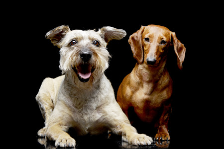 Studio shot of two adorable Dachshund - isolated on black background.