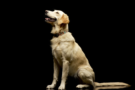 Studio shot of an adorable Golden retriever puppy sitting on black background.