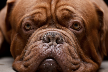 Portrait of an adorable Dogue de Bordeaux - studio shot.の写真素材
