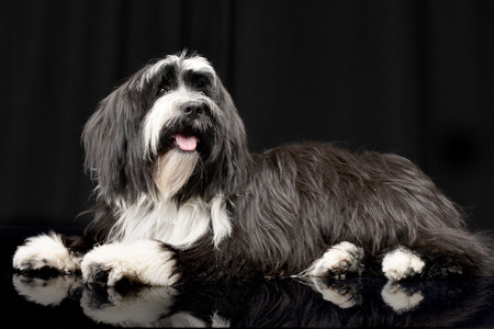 Studio shot of an adorable Tibetian terrier lying on black background.の写真素材