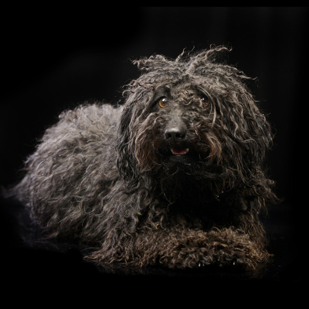 Studio shot of an adorable Puli lying on black background.の写真素材