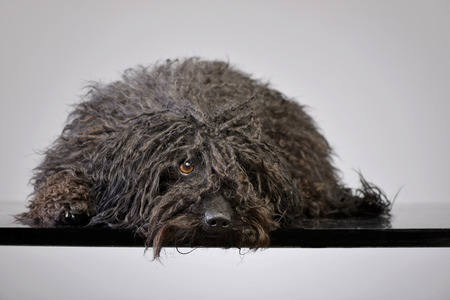 Studio shot of an adorable Puli lying on grey background.の写真素材