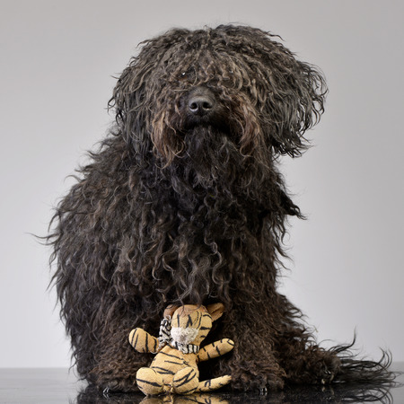 An adorable Puli sitting with a stuffed lion - studio shot, isolated on grey.