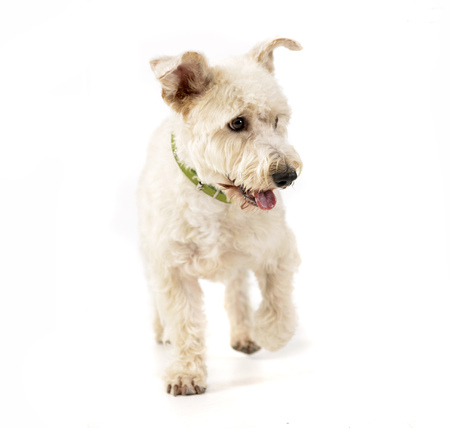 Studio shot of an adorable mixed breed dog standing on white background.の写真素材