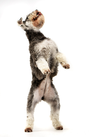 An adorable miniature schnauzer standing on hind legs - studio shot, isolated on white.の写真素材