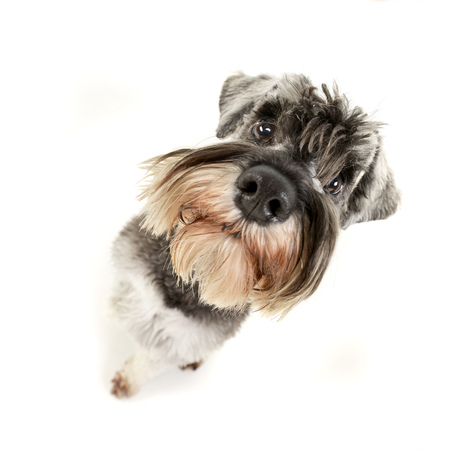 Wide angle portrait of an adorable miniature schnauzer - studio shot, isolated on white.の写真素材