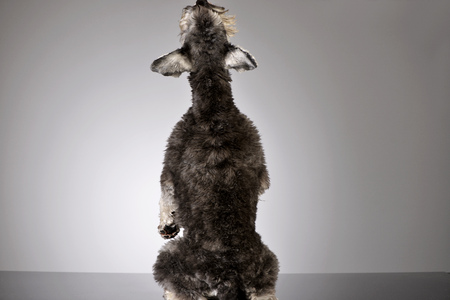 An adorable miniature schnauzer sitting and barking on grey background - studio shot