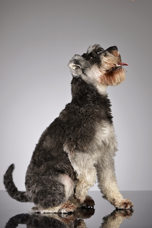 Studio shot of an adorable miniature schnauzer sitting on grey background.の写真素材