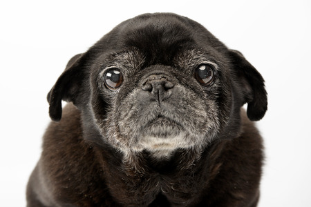 Portrait of an adorable Mops (or Pug) - studio shot, isolated on white.の写真素材