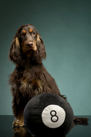 An adorable English Cocker Spaniel sitting with a ball - studio shot, isolated on green.の写真素材