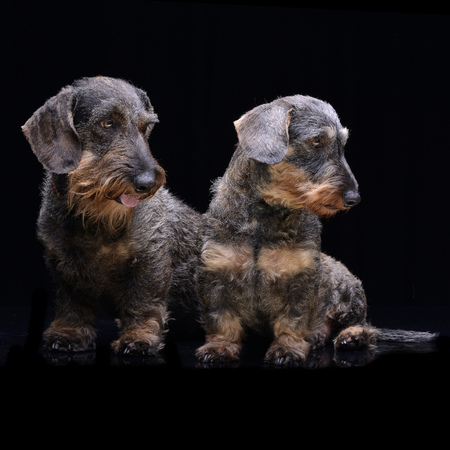 Studio shot of two adorable Dachshund sitting on black background.