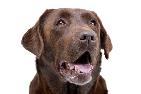 Portrait of an adorable Labrador retriever - studio shot, isolated on white.の写真素材