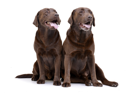 Studio shot of two adorable Labrador retriever sitting on white background.の写真素材