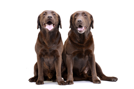 Studio shot of two adorable Labrador retriever sitting on white background.の写真素材