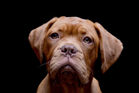 Portrait of an adorable Dogue de Bordeaux - studio shot, isolated on black.の写真素材