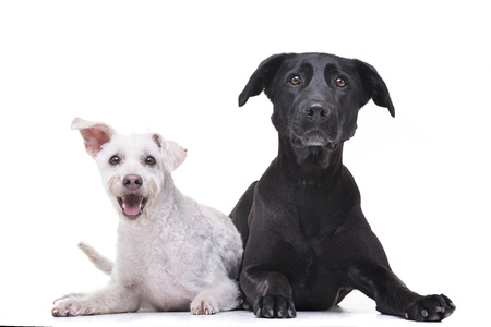 Studio shot of two adorable mixed breed dog lying on white background.の写真素材