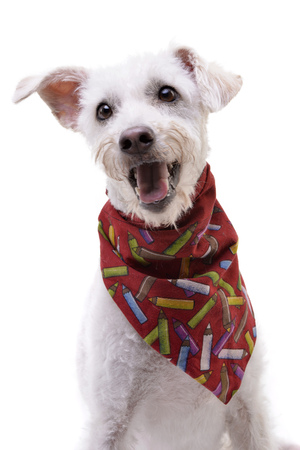 An adorable mixed breed dog wearing red scarf - studio shot, isolated on white.