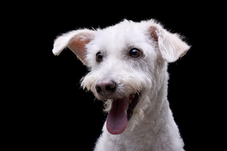 Portrait of an adorable mixed breed dog - studio shot, isolated on black.