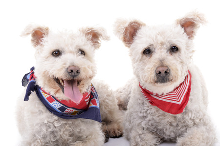 Studio shot of two adorable Poodle wearing colorful scarf - isolated on white.の写真素材