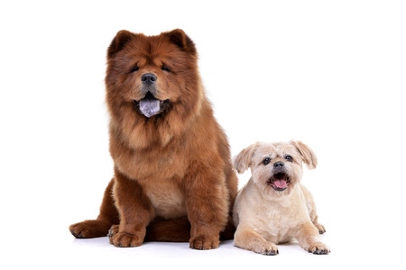 Studio shot of an adorable Havanese and a Chow Chow sitting on white background.の写真素材
