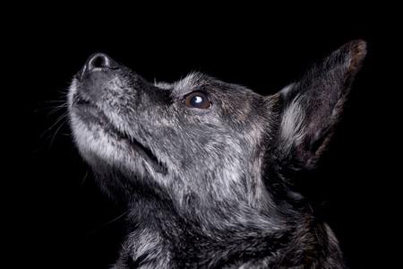 Portrait of an adorable mixed breed dog - studio shot, isolated on black.