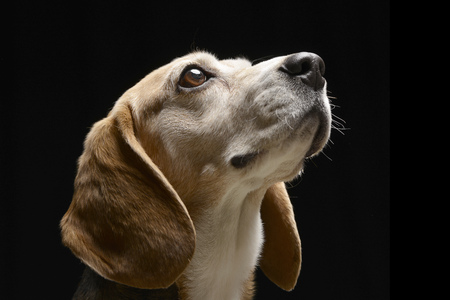 Portrait of an adorable Beagle - studio shot, isolated on black.の写真素材
