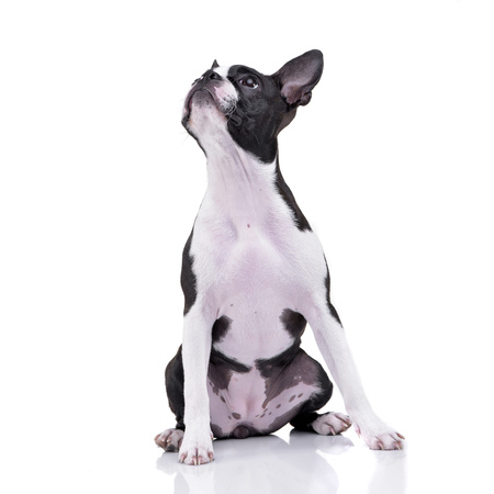 Studio shot of an adorable Boston Terrier sitting on white background.の写真素材