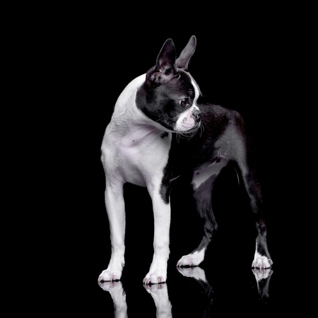 Studio shot of an adorable Boston Terrier standing on black background.の写真素材