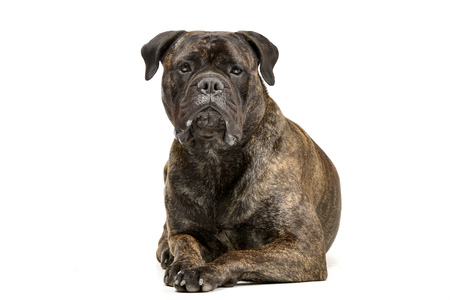 Studio shot of an adorable Bull mastiff lying on white background.の写真素材