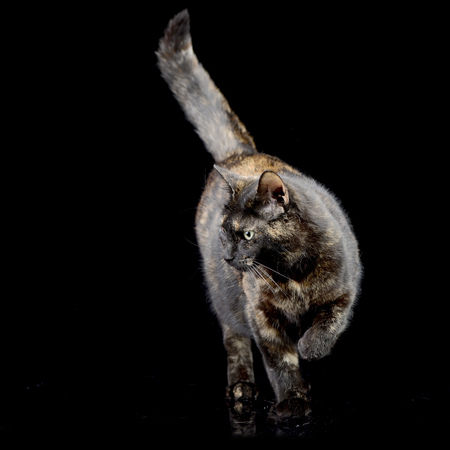 Studio shot of an adorable domestic cat standing on black background.の写真素材