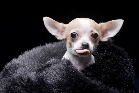 An adorable Chihuahua puppy in fur scarf- isolated on black background.の写真素材