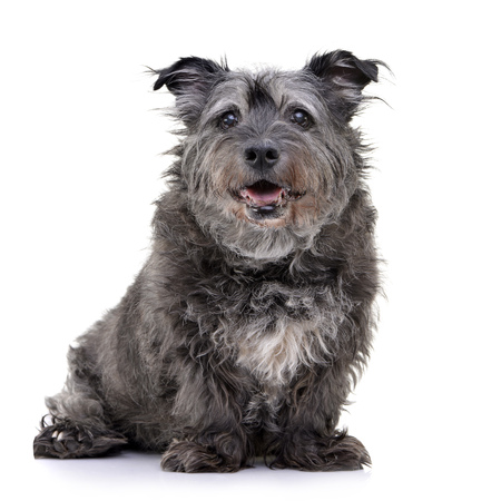 Studio shot of an adorable mixed breed dog sitting on white background.の写真素材