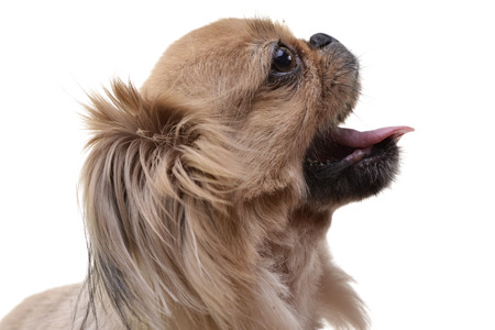 Portrait of an adorable Pekingese dog - isolated on white background.