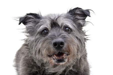 Portrait of an adorable mixed breed dog - isolated on white background.の写真素材