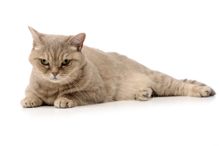 Studio shot of an adorable domestic cat lying on white background.の写真素材