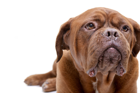 Portrait of an adorable Dogue de Bordeaux - isolated on white background.の写真素材